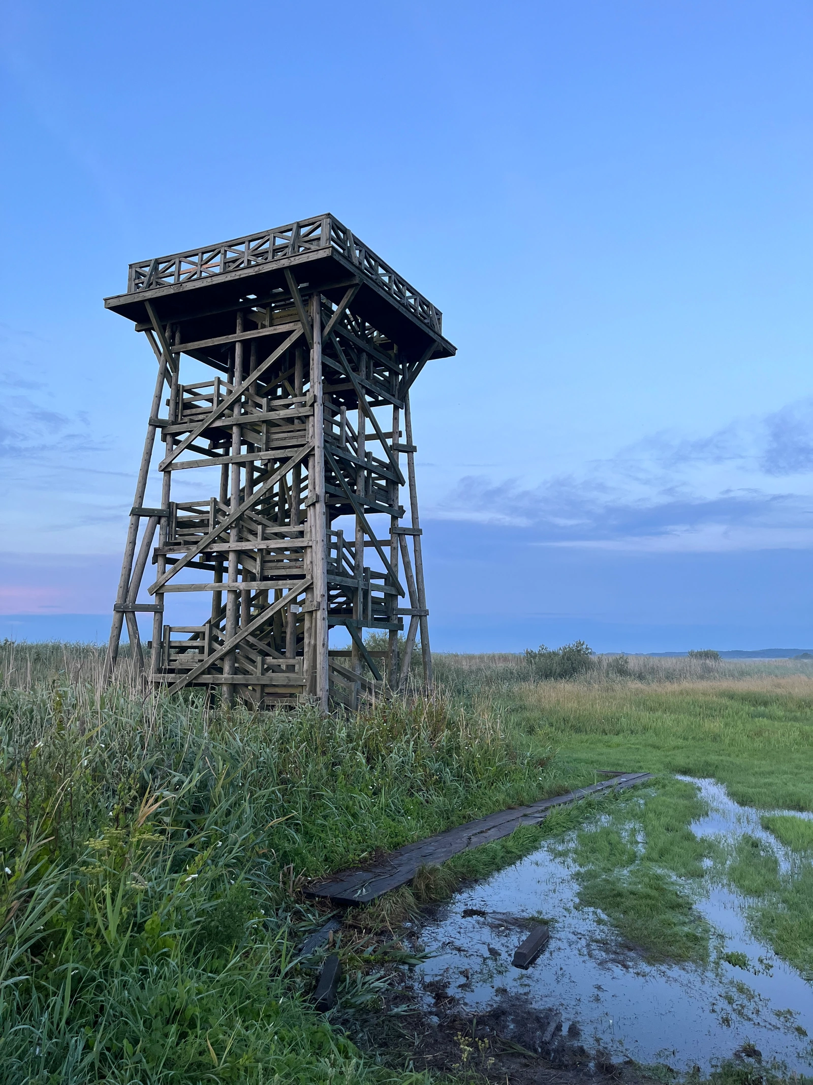 Wysoka drewniana wieża obserwacyjna ze schodami i platformami na tle błękitnego nieba nad podmokłą łąką